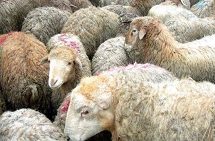 گرگ ۶ راس گوسفند را در شهرستان بهار درید