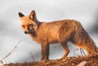 شکارچی روباه در شهرستان بهار محکوم به حبس شد