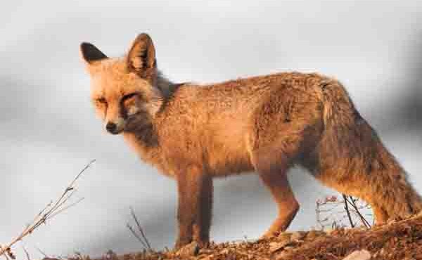 شکارچی روباه در شهرستان بهار محکوم به حبس شد