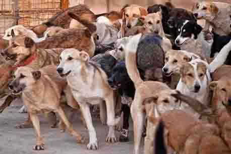 ازدیاد سگ‌های ولگرد چگونه به انقراض حیوانات و تخریب حیات وحش منجر می‌شود؟